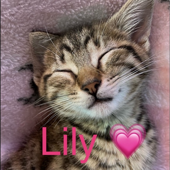 Meet your Posher, Alix - Picture 9 of 11